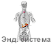 Эндокринная система человека
