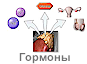 Гормональный спектр