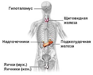 Эндокринная система человека