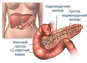 Поджелудочная железа